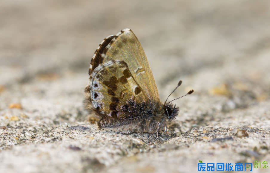 南京医科大学有位热心环保的“蝴蝶王”：寻蝶、养蝶、护蝶、摄蝶样样精