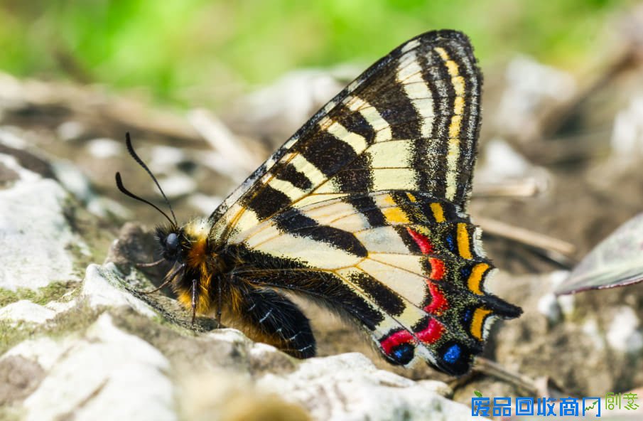 南京医科大学有位热心环保的“蝴蝶王”：寻蝶、养蝶、护蝶、摄蝶样样精