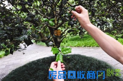 指导老师:黎念林 杭州植物园