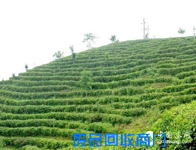 凤凰单枞的52条经典语录,颠覆你对它的一切认识!