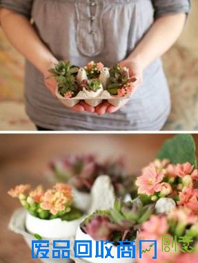 绿色装点家居 鸡蛋托和鸡蛋壳的妙用╭★肉丁园艺网