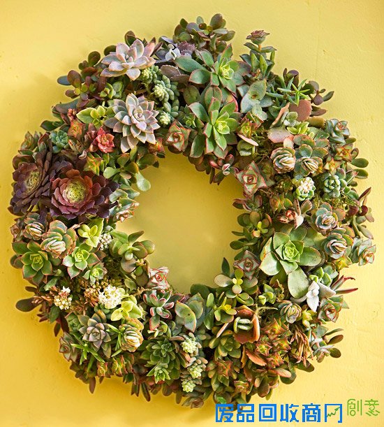 DIY漂亮的多肉植物花环