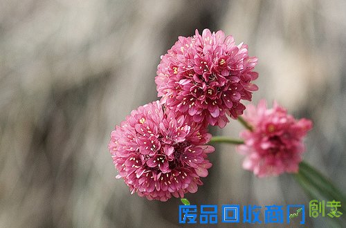 盘点：2013年那些美丽的文字专题回顾