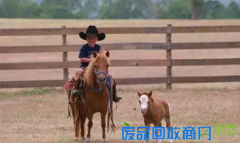 培养爱心增强勇气：马儿是孩子童年最好的陪伴