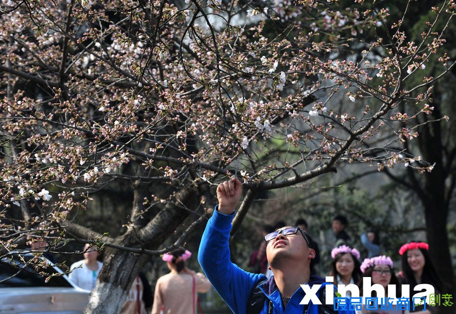 花开时节“探花郎”