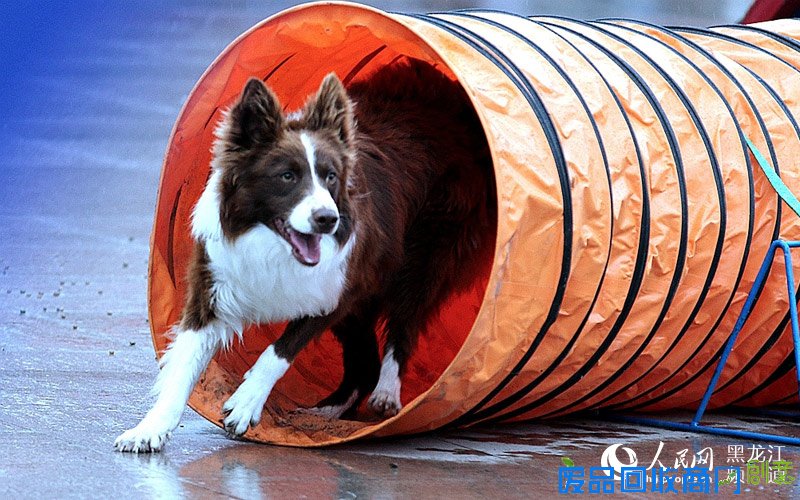 新颖奇特的狗狗趣味运动会【2】