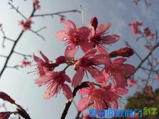 一个兜售幸福的农场