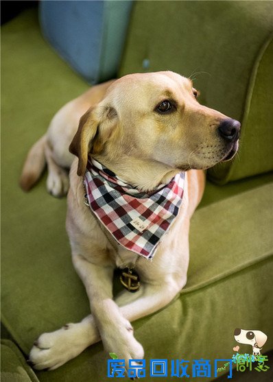 《神犬小七》制片人何静剖析小七元素,三国梦想貂蝉外传,校园暴力扒衣,逛丢