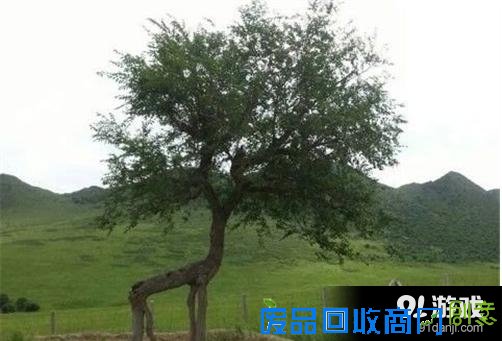 我们都是深井冰：这么直播真的好吗？