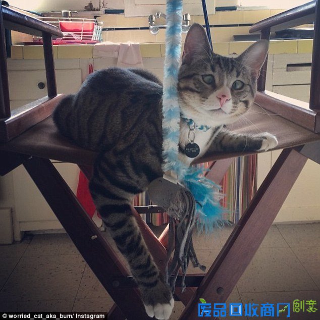 呆萌可爱：“担心猫”走红国外网络（组图）