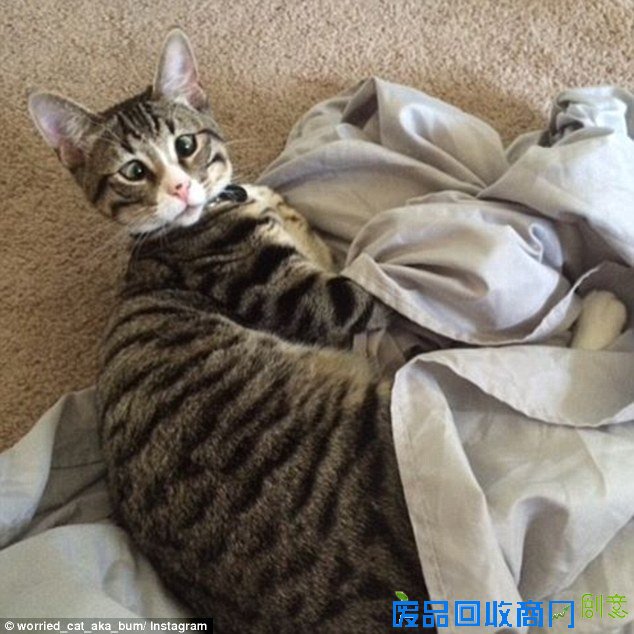呆萌可爱：“担心猫”走红国外网络（组图）