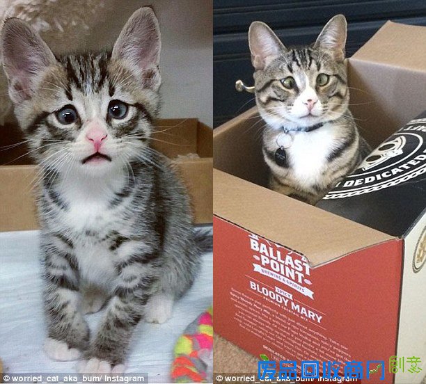 呆萌可爱：“担心猫”走红国外网络（组图）