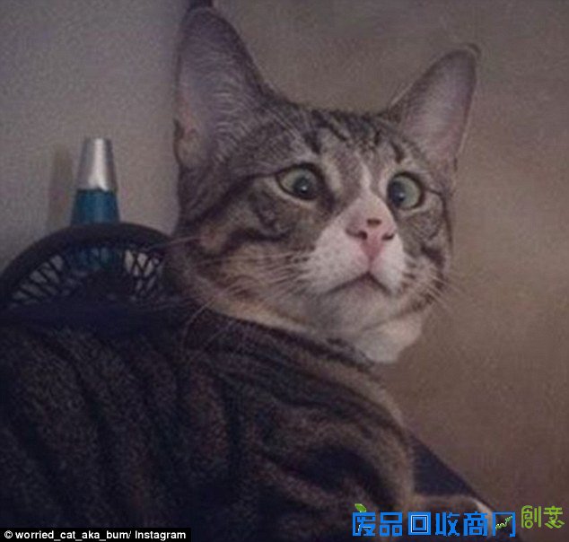 呆萌可爱：“担心猫”走红国外网络（组图）