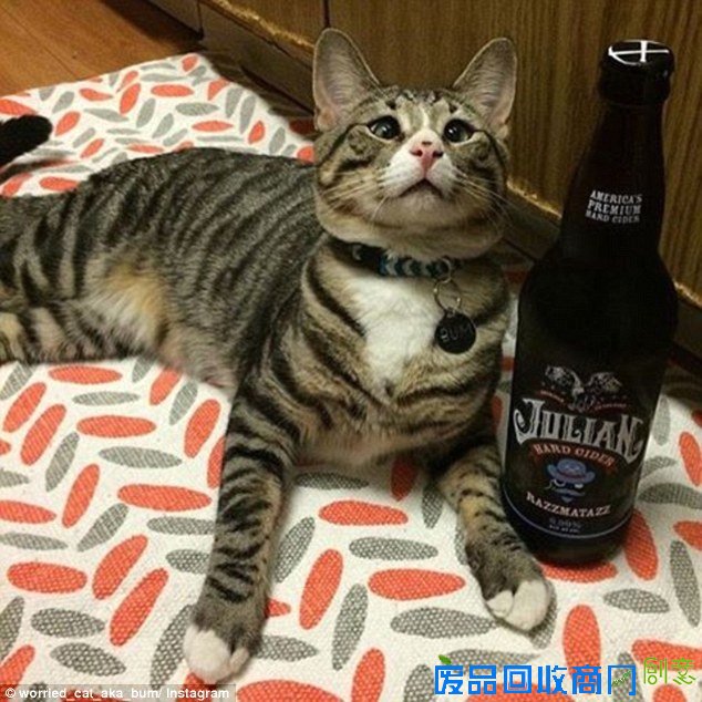 呆萌可爱：“担心猫”走红国外网络（组图）