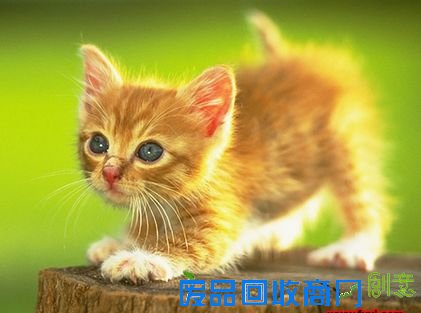 描写小动物外形的四字词语有哪些