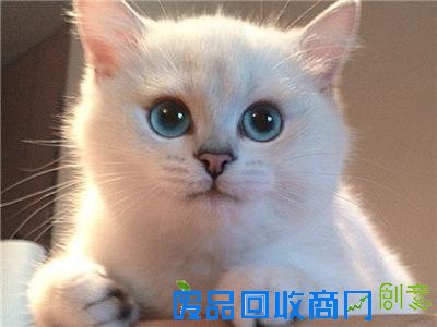 “太子妃”张天爱地下恋曝光 剧情:可念不可说