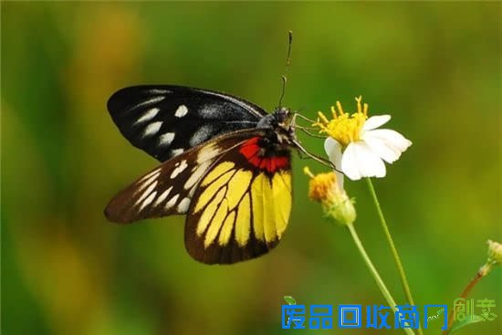 一个人来大连 这样玩