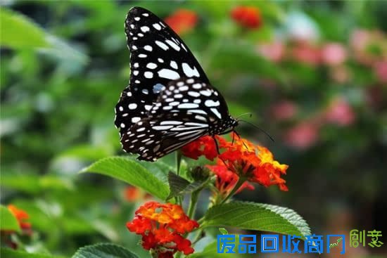 一个人来大连 这样玩