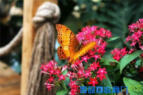 一个人来大连 这样玩