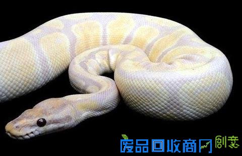 不爽猫身价6亿纹身猪身价百万 盘点网络走红的土豪宠物