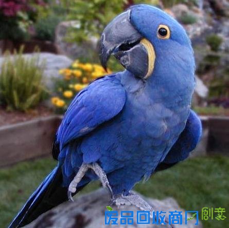 不爽猫身价6亿纹身猪身价百万 盘点网络走红的土豪宠物