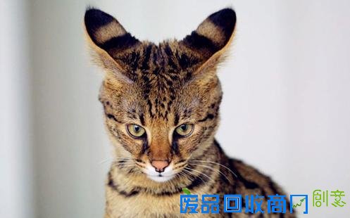 不爽猫身价6亿纹身猪身价百万 盘点网络走红的土豪宠物