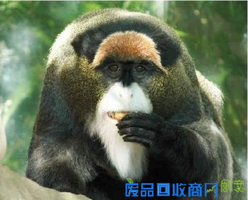 不爽猫身价6亿纹身猪身价百万 盘点网络走红的土豪宠物