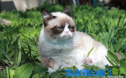 不爽猫身价6亿纹身猪身价百万 盘点网络走红的土豪宠物