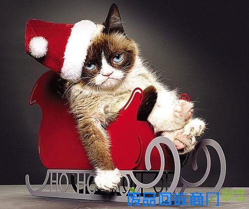 不爽猫身价6亿纹身猪身价百万 盘点网络走红的土豪宠物