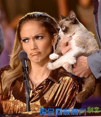 不爽猫身价6亿纹身猪身价百万 盘点网络走红的土豪宠物