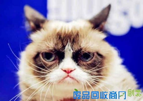 不爽猫身价6亿纹身猪身价百万 盘点网络走红的土豪宠物