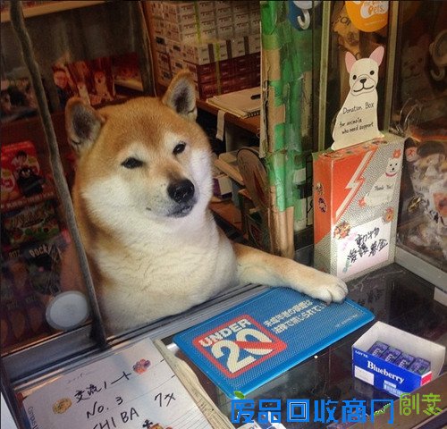 看日本逆天柴犬：可爱能干 奇葩神技样样行(图)