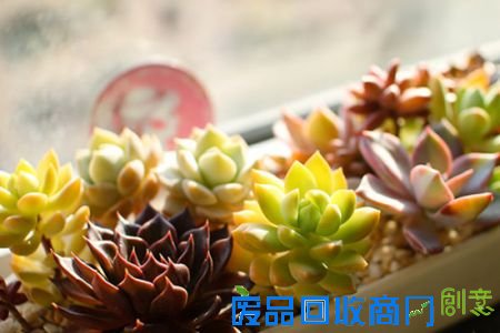 多肉植物养护记