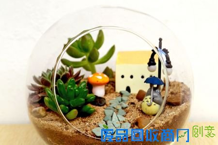 多肉植物养护记