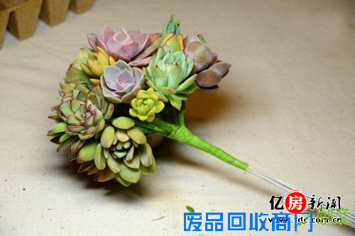 ＂萌货＂养成记 多肉植物养护技巧