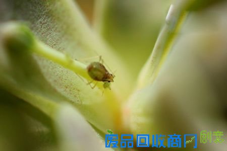 多肉养护技巧 多肉养护技巧