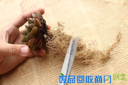 多肉养护技巧 多肉养护技巧