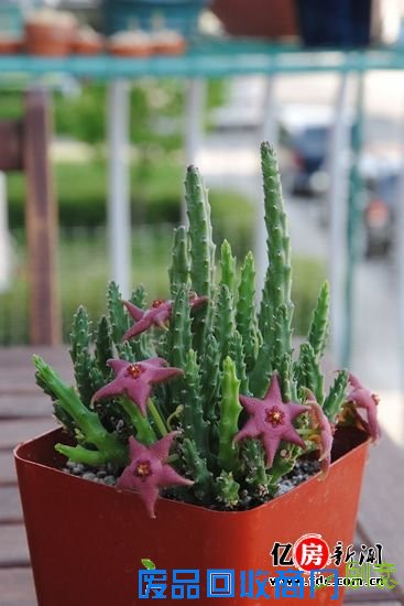 多肉植物养护记 多肉植物养护记