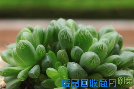 多肉植物养护记 多肉植物养护记