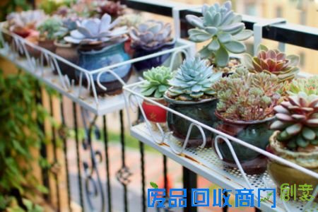 多肉植物种类 多肉植物种类