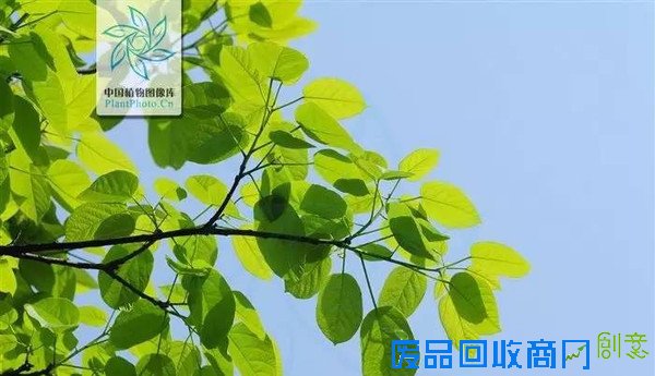 【组图】像梭罗树一样傲世独立