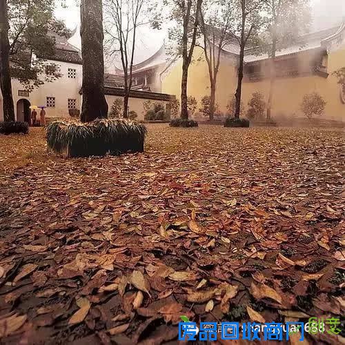 曾获金奖的史上最唯美佛教图片，不敢尖叫，恐惊扰了它的美！