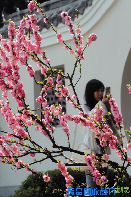 大连劳动公园改造全面竣工 迎春花卉展25日启幕