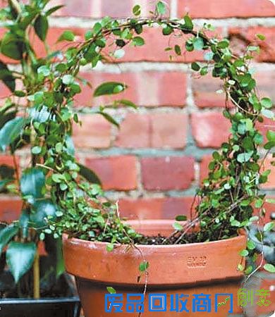 diy,充满了,蝴蝶结,与众不同,五彩缤纷