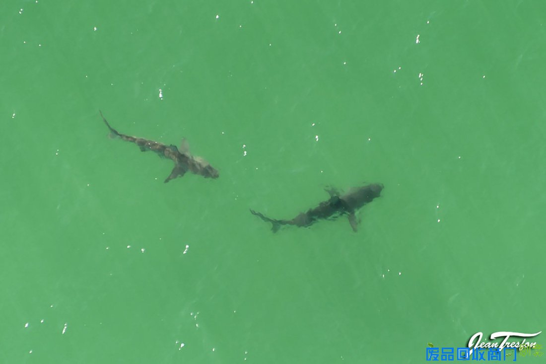 惊险的冲浪囧事：鲨口死里逃生 浪里春光外露