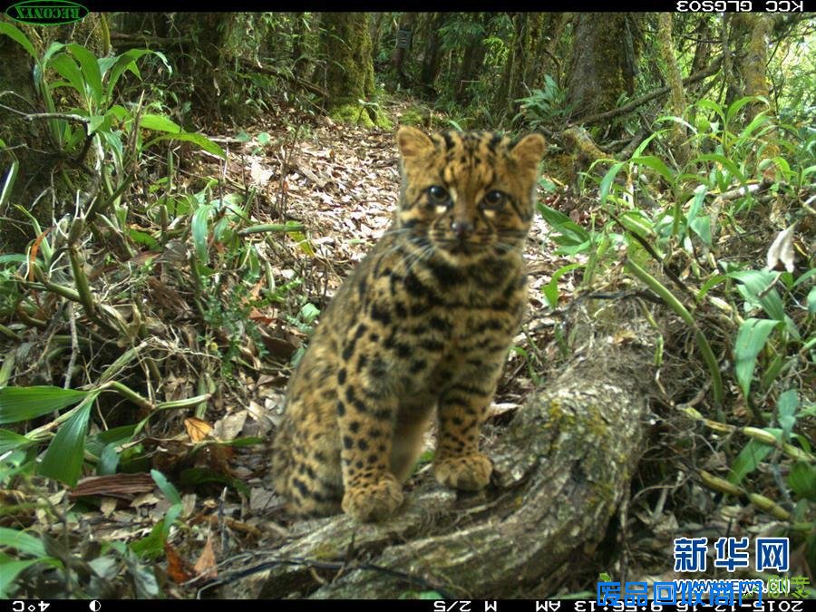 珍稀动物云猫再现云南(组图)