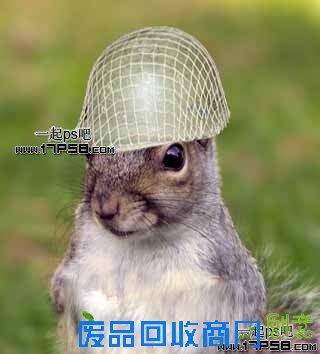 Photoshop合成可爱的武装松鼠战士图片