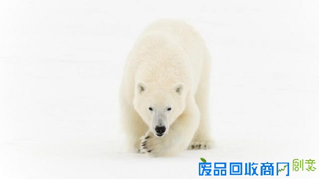 世界上最独特的巡逻队是如何炼成的