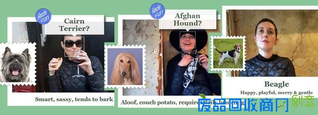 微软推识狗应用有趣味功能：你是哪种狗狗？