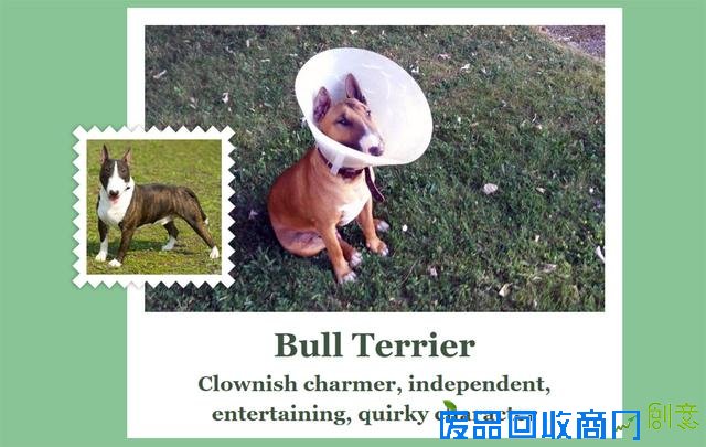 微软推识狗应用有趣味功能：你是哪种狗狗？